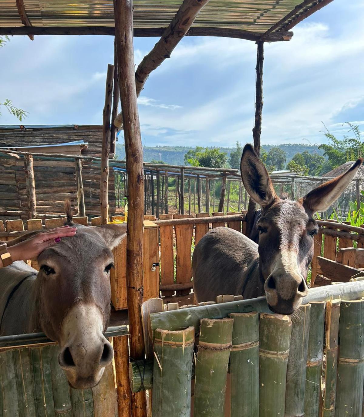 Rutete Eco Lodge Rwinkwavu 外观 照片